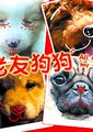 狗狗心事海报